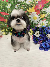 A Pawsh Pet Spa - Photo 8 - Car repair in Grand Junction, CO, Grand Junction