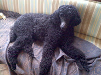 Peaceful Pet Care of Philadelphia - Photo 9 - Car repair in , Philadelphia