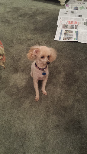 Pet Supply Store «PetSmart», reviews and photos, 5890 Trussville Crossings Pkwy, Birmingham, AL 35235, USA