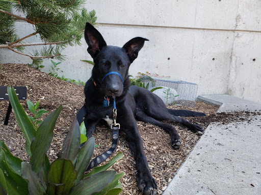 Pet Supply Store «Petco Animal Supplies», reviews and photos, 3705 E Colfax Ave #102, Denver, CO 80206, USA