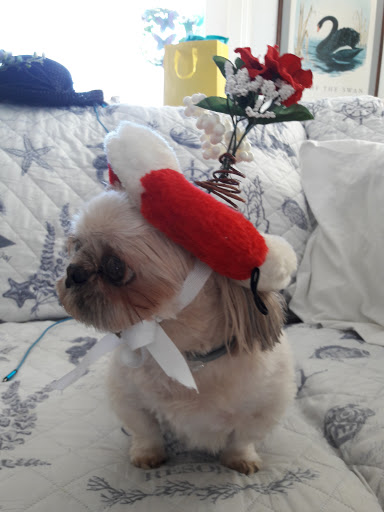 Pet Groomer «Weymouth Dog Shop», reviews and photos, 1192 Washington St, East Weymouth, MA 02189, USA