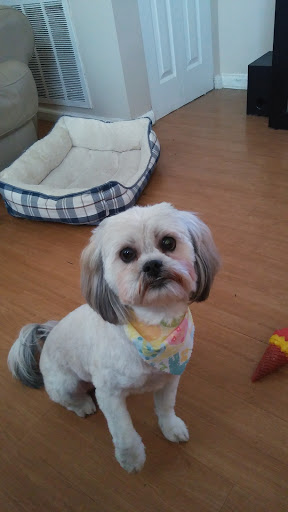 Pet Store «Acuario Piscis», reviews and photos, 3040 W Cermak Rd, Chicago, IL 60623, USA