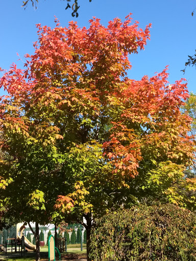 Park «Hot Dog Park», reviews and photos, 319 Lehigh Ave, Roselle Park, NJ 07204, USA