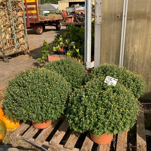 Wholesale Plant Nursery «Garden Fantasy», reviews and photos, 43250 Tyler Rd, Belleville, MI 48111, USA