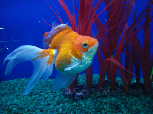 Pet Store «Lebanon Pet & Aquarium Center», reviews and photos, 196 S Main St, West Lebanon, NH 03784, USA