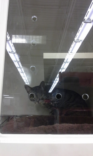 Pet Supply Store «Petco Animal Supplies», reviews and photos, 6220 95th St, Oak Lawn, IL 60453, USA