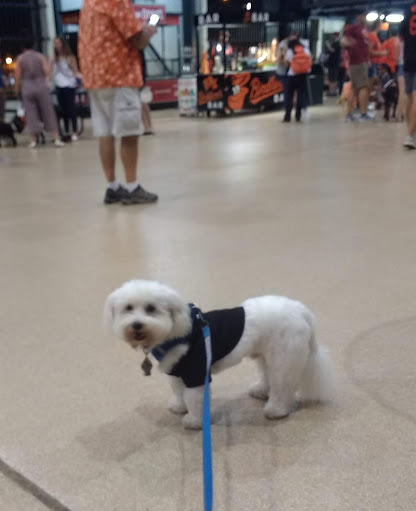 Baseball Field «Oriole Park at Camden Yards», reviews and photos, 333 W Camden St, Baltimore, MD 21201, USA