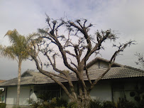 Ortega Tree Service and Lawn Maintenance - Photo 2 - Car repair in Corona, CA, Riverside