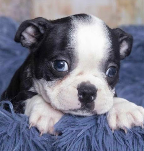 Pet Store «Pet Express», reviews and photos, 100 Independence Way, Danvers, MA 01923, USA