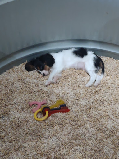 Pet Store «Critter Cabana - Wilsonville», reviews and photos, 8406 SW Main St #200, Wilsonville, OR 97070, USA