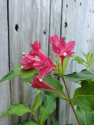 Zoo «Columbian Park Zoo», reviews and photos, 1915 Scott St, Lafayette, IN 47904, USA