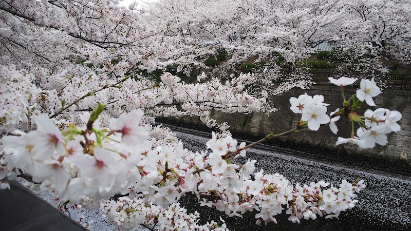 中目黒公園 東京都目黒区中目黒 市立公園 公園 グルコミ