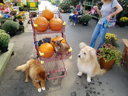 Garden Center «Pike Nurseries», reviews and photos, 615 W Crossville Rd, Roswell, GA 30075, USA