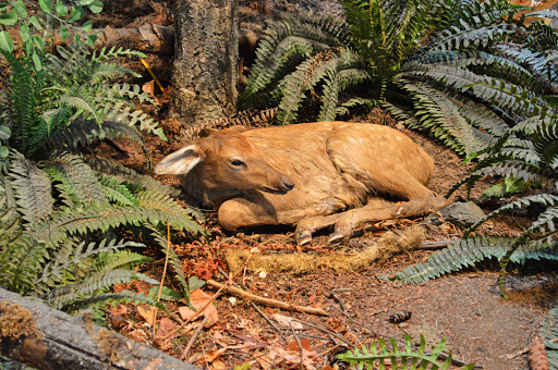 Museum «World Forestry Center - Discovery Museum», reviews and photos, 4033 Southwest Canyon Road, Portland, OR 97221, USA