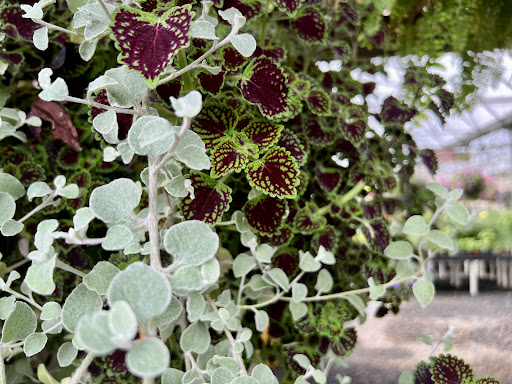 Florist «Bayport Flower Houses, Inc.», reviews and photos, 940 Montauk Hwy, Bayport, NY 11705, USA