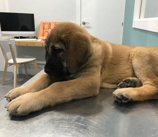 Clínica Veterinaria El Tejar en Majadahonda