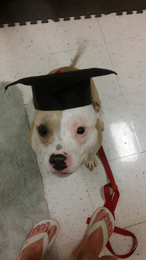 Pet Supply Store «PetSmart», reviews and photos, 1705 N Bechtle Ave, Springfield, OH 45504, USA