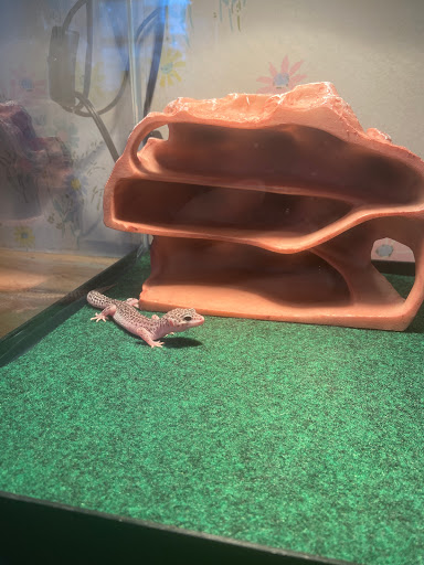 Pet Supply Store «PetSmart», reviews and photos, 215 Needham St, Newton, MA 02464, USA