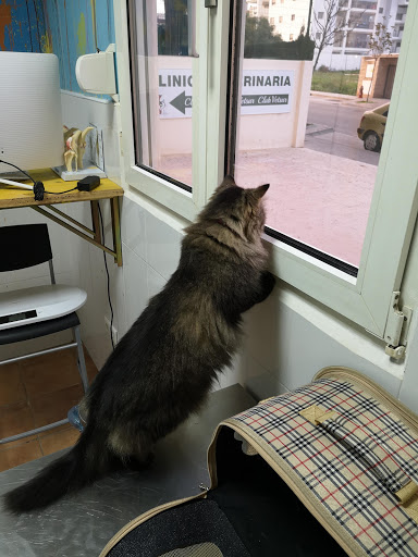 Clínica Veterinaria Vetsur - Torremolinos en Torremolinos