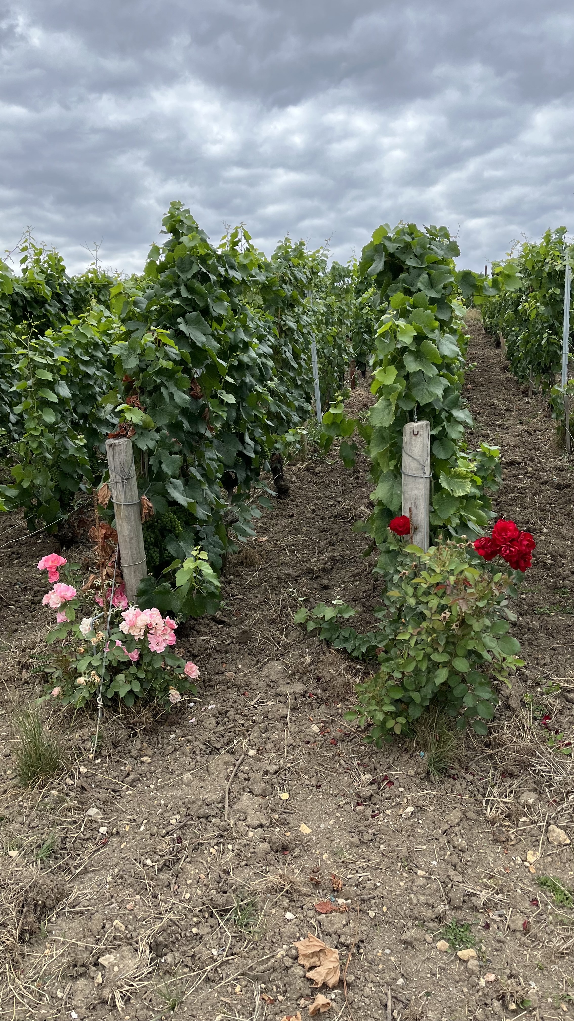 Photo n° 1 de l'avis de Mathias.a fait le 26/07/2022 à 16:22