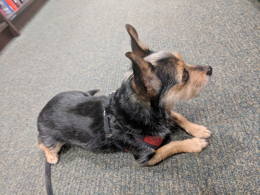 Book Store «Barnes & Noble», reviews and photos, 1150 El Camino Real, San Bruno, CA 94066, USA