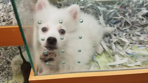 Pet Store «Barkworks», reviews and photos, 1118 Galleria At Tyler, Riverside, CA 92503, USA