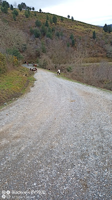 JPB Bois à Saint-Pée-sur-Nivelle