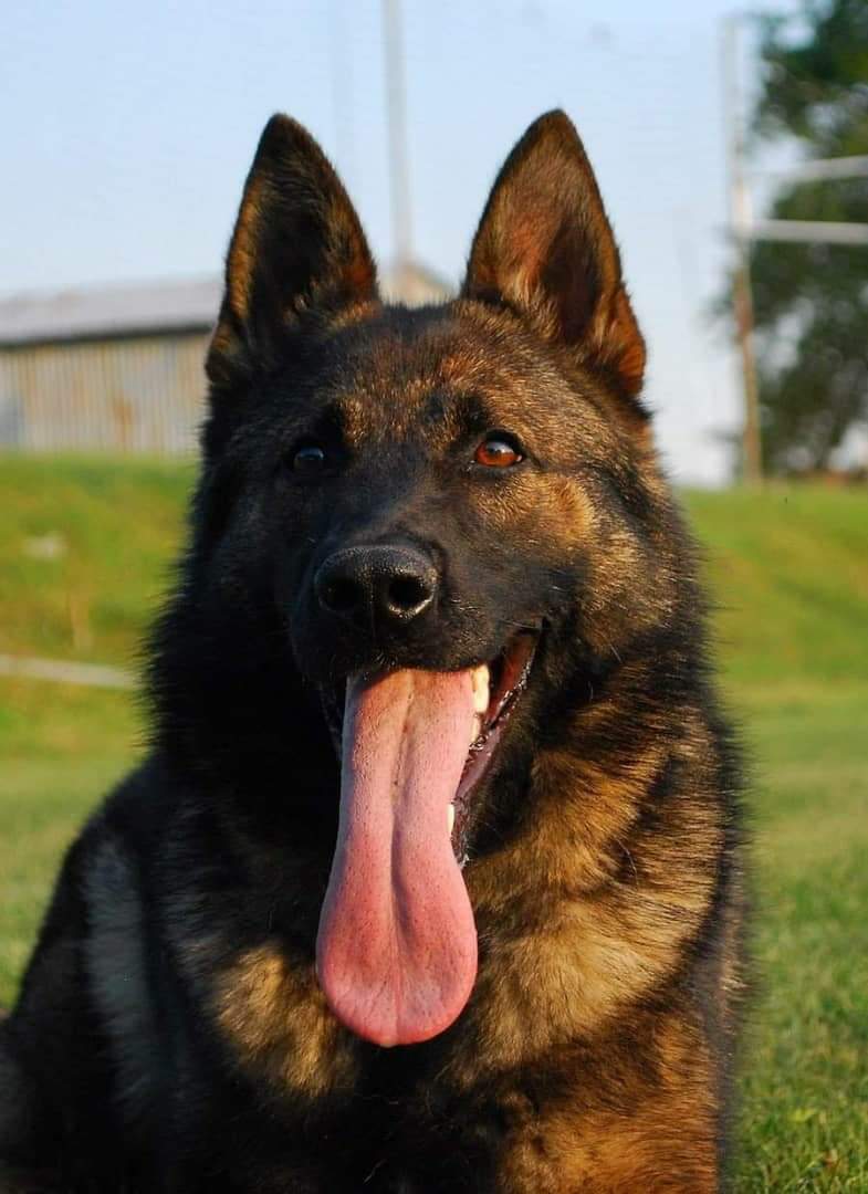 Malishep k9 academy