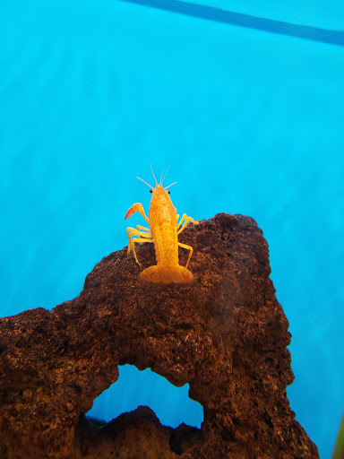 Pet Supply Store «Petco Animal Supplies», reviews and photos, 31419 Pacific Hwy S, Federal Way, WA 98003, USA