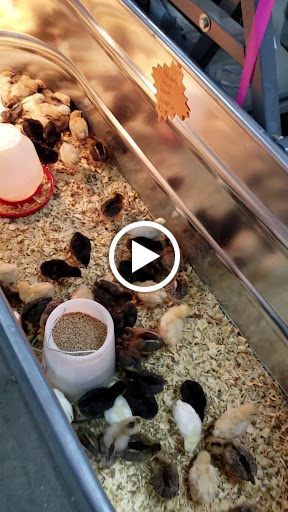 Home Improvement Store «Tractor Supply Co.», reviews and photos, 3826 S Suncoast Blvd, Homosassa, FL 34448, USA