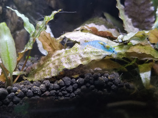 Pet Supply Store «Arcata Pet», reviews and photos, 600 F St #6, Arcata, CA 95521, USA