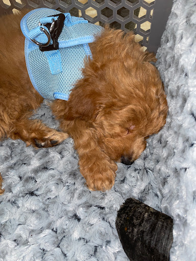 Pet Supply Store «Petland Dallas», reviews and photos, 11909 Preston Rd, Dallas, TX 75230, USA