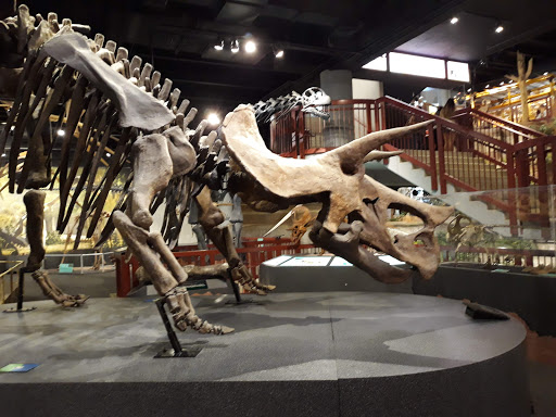 Tourist Attraction «Arizona Museum of Natural History», reviews and photos, 53 N Macdonald, Mesa, AZ 85201, USA