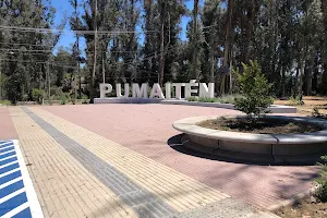 Pumaiten image