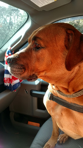 Country Club «Charlotte Country Club», reviews and photos, 2465 Mecklenburg Ave, Charlotte, NC 28205, USA