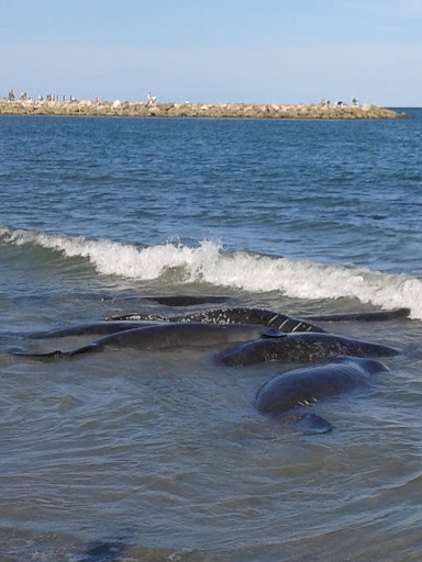 Bar & Grill «The Inlet Grill», reviews and photos, 110 S Ocean Dr, Fort Pierce, FL 34949, USA