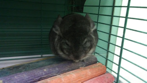 Pet Supply Store «Petland Discounts - Park Slope», reviews and photos, 510 5th Ave, Brooklyn, NY 11215, USA