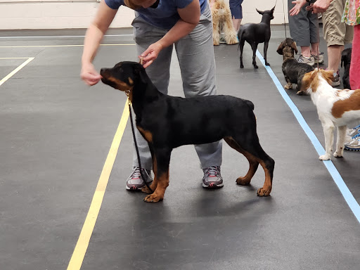 Mt Diablo Dog Training Club