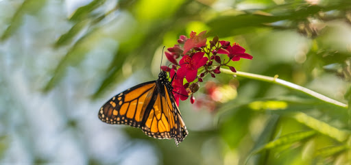 Botanical Garden «Phipps Conservatory and Botanical Gardens», reviews and photos, 1 Schenley Drive, Pittsburgh, PA 15213, USA