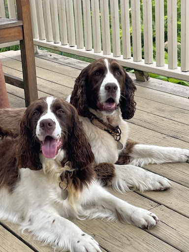 Abbott Animal Hospital image