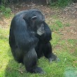 Chimpanzees Exhibit