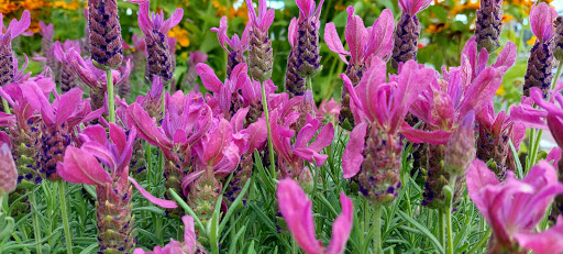 Garden Centre at The Home Depot