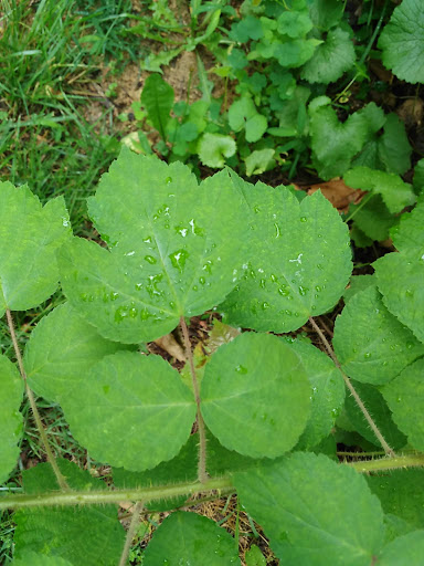 Community Center «Roger Carter Community Center», reviews and photos, 3000 Milltowne Dr, Ellicott City, MD 21043, USA