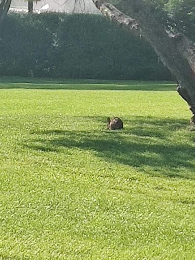 Amphitheater «American Fork Amphitheater», reviews and photos