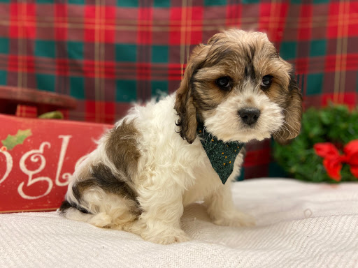 Pet Store «Happiness Is Pets», reviews and photos, 2936 Showplace Dr, Naperville, IL 60564, USA