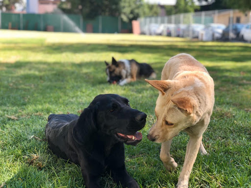 Alegría Canina