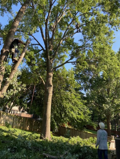 Escobar Tree and Lawn Service