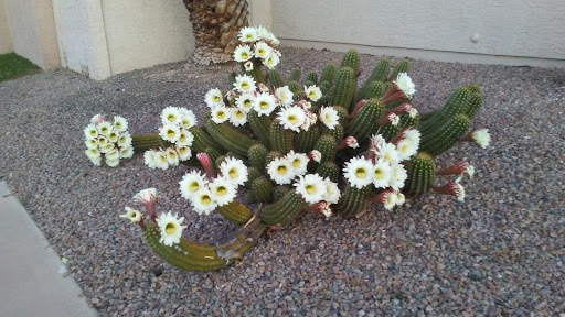 Golf Course «Westbrook Village Golf Club Lakes Course», reviews and photos, 19260 N Westbrook Pkwy, Peoria, AZ 85382, USA