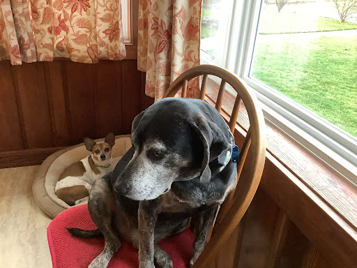 Paws Along The River Humane Society