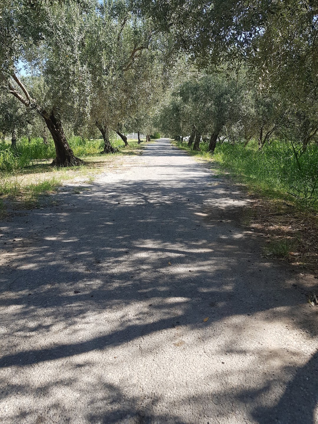 Zeytincilik Araştırma Enstitüsü Müdürlüğü